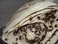 Europees Hoornaar nest onderkant